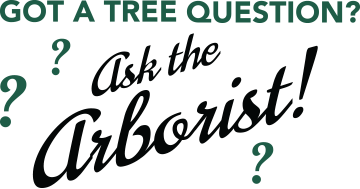 Got a Tree Question? Ask the Arborist