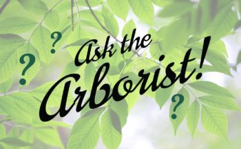 Ask The Arborist