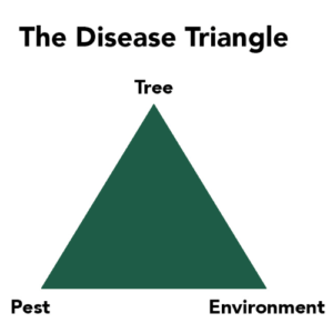 Tree Disease Triangle