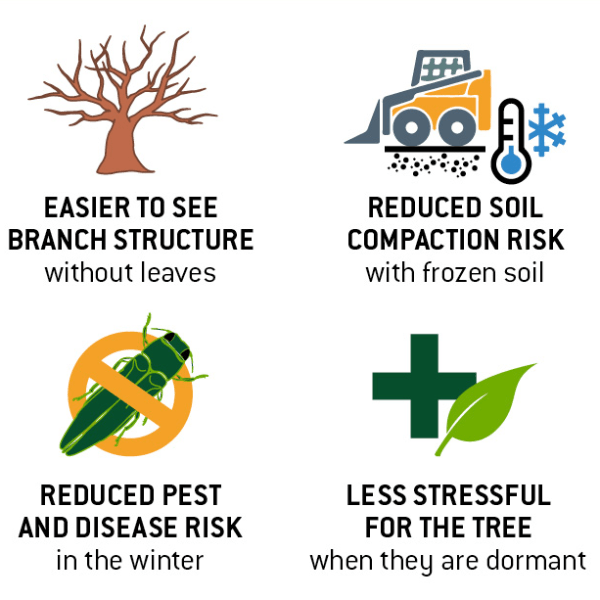 Dormant Pruning Benefits Infograph