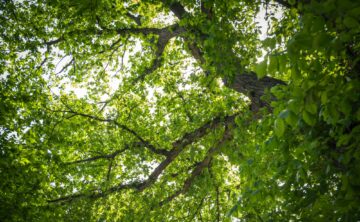 healthy green canopy of elm tree