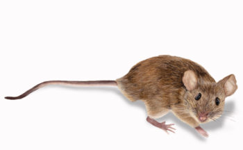 Mouse in the House
