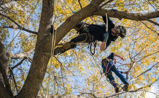 two arborists pruning tree in fall