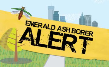 Emerald Ash Borer Alert for the Twin Cities