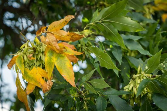 yellow leaves from drought next to green leaves on tree