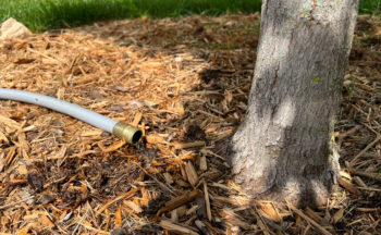 Tree Watering