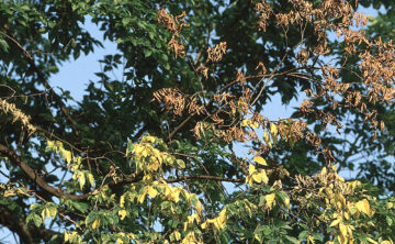browning leaves of american elm from dutch elm disease