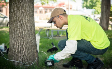 tree care technician injecting ash tree to protect against emerald ash borer