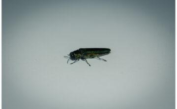 emerald ash borer on white background