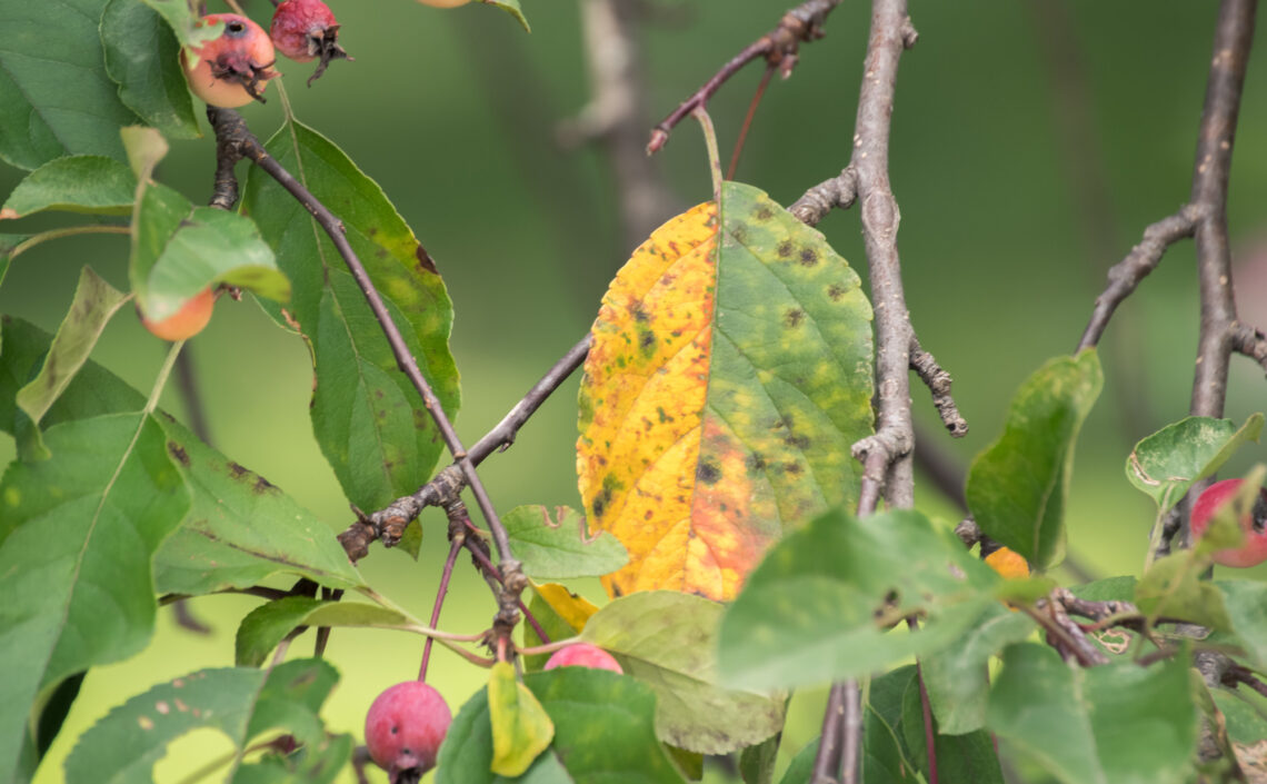 yellow leaf of crabapple tree infested with apple scab fungus