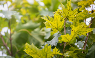 yellow leaf with dark green veins on maple tree with chlorosis