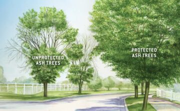Unprotected and Protected Ash Tree Comparison