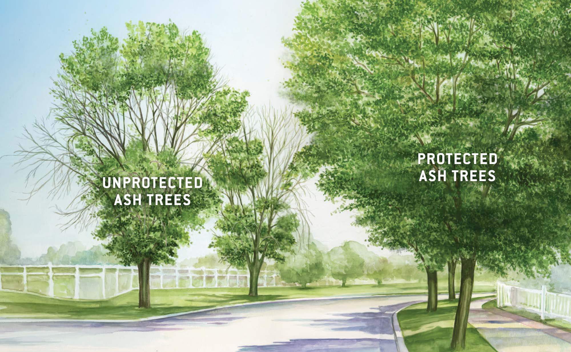 City of Eden Prairie Ash Injection Program | Rainbow Treecare