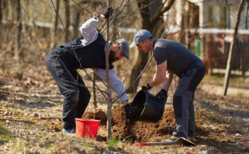 How to Plant a Tree in Your Yard