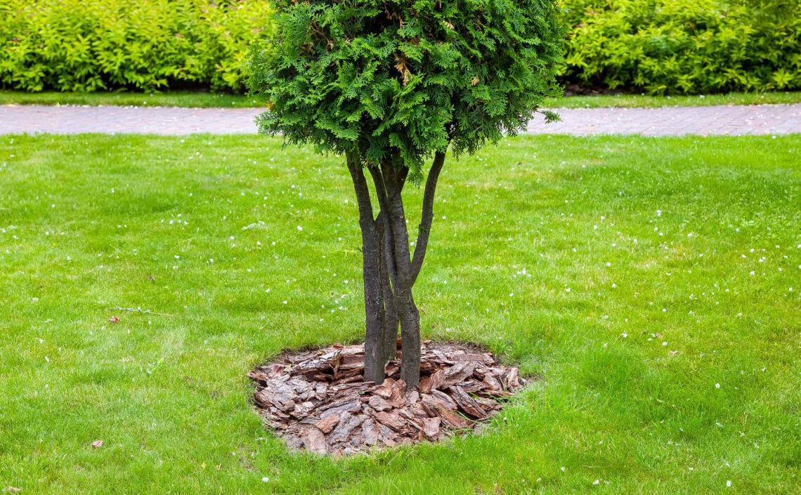 How to Plant a Tree in Your Yard | Rainbow Treecare