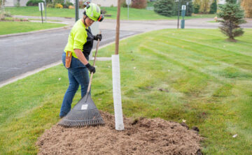 How to Plant a Tree in Your Yard | Rainbow Treecare