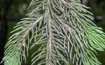 branch of spruce tree infested with spider mites