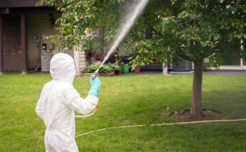 technician spraying fungicide to prevent disease on tree