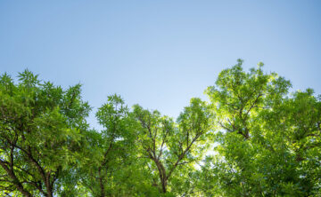 green healthy ash canopy in front of blue sky