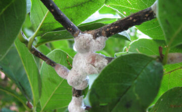 magnolia scale on branch of tree