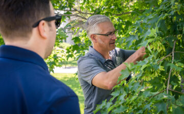 consulting arborist looking at tree for insect issues