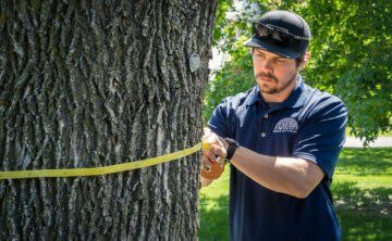 consulting arborist measuring diameter of tree with DBH tape