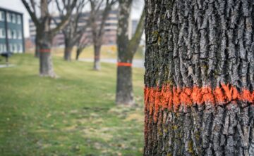 Orange marked dead ash trees
