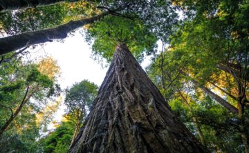 Hyperion, giant redwood