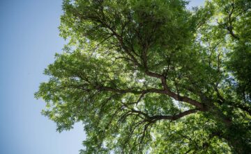 A healthy tree canopy