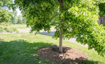 A properly mulched tree