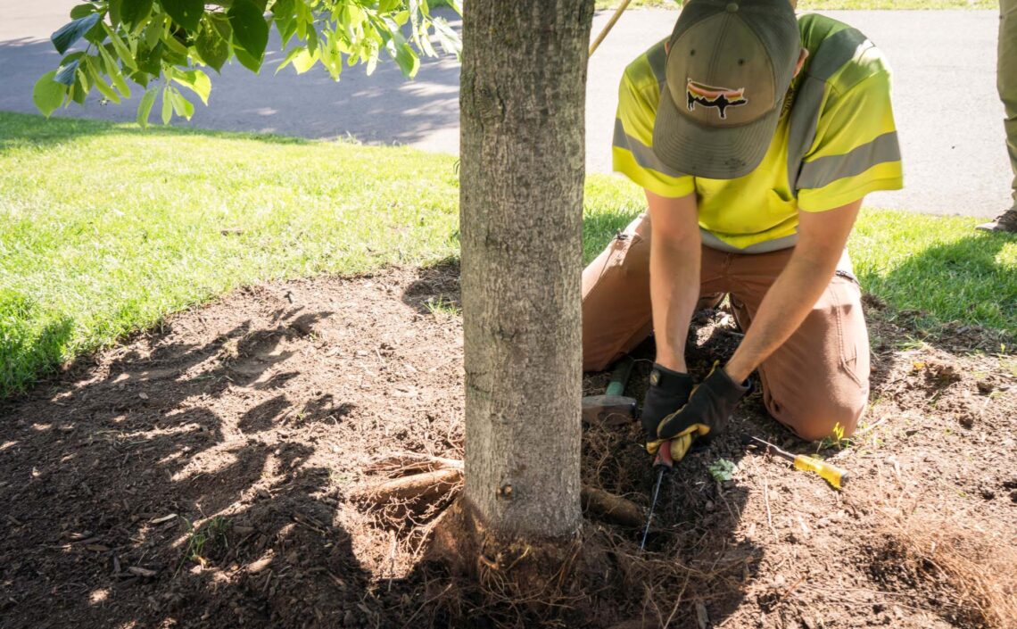 Pruning the roots of a tree