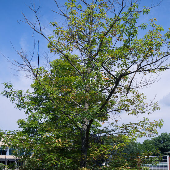 A Struggling Red Oak