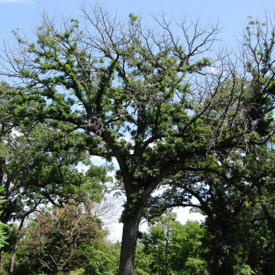 Two-lined Chestnut borer