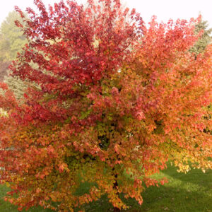 Brandywine Red Maple