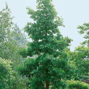 Bur Oak