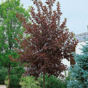 Canada Select Red Cherry