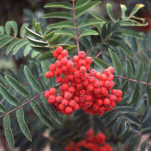 Cardinal Royal Mountain Ash