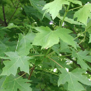 Celebration Maple