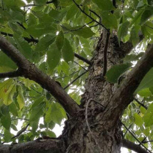 Chinkapin Oak