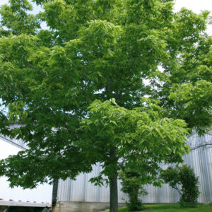 Common Hackberry