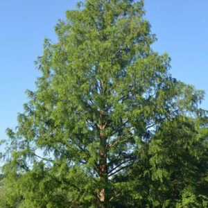 Dawn Redwood