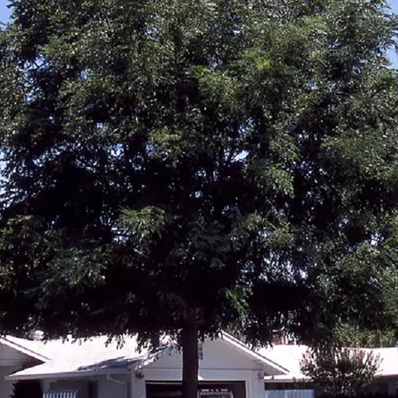 Espresso Kentucky Coffeetree