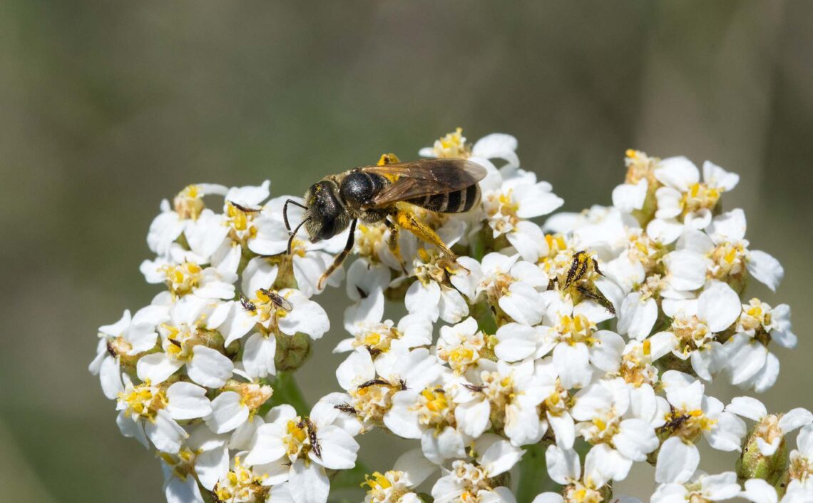 Bee on yarrow
