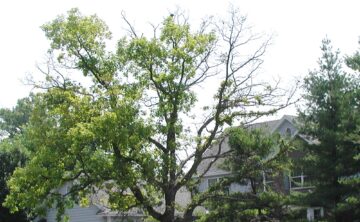 Declining Branches
