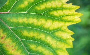 Discolored Leaves
