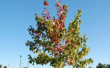 Early Fall Color