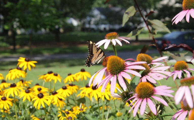 Wildflowers in a garden with a butterfly