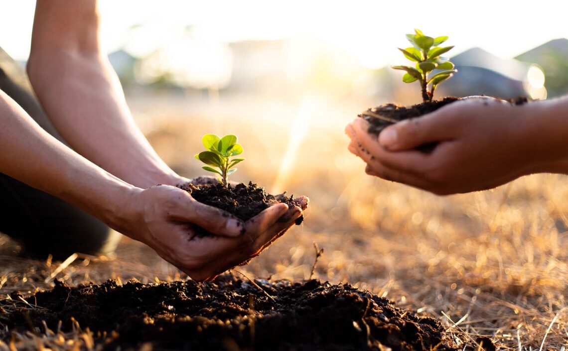 Community Tree Stewardship