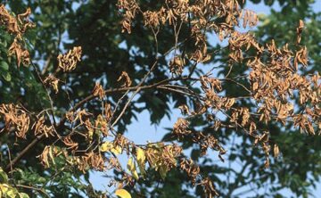 Example of Dutch Elm Disease Damage