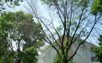 Example of Emerald Ash Borer Damage